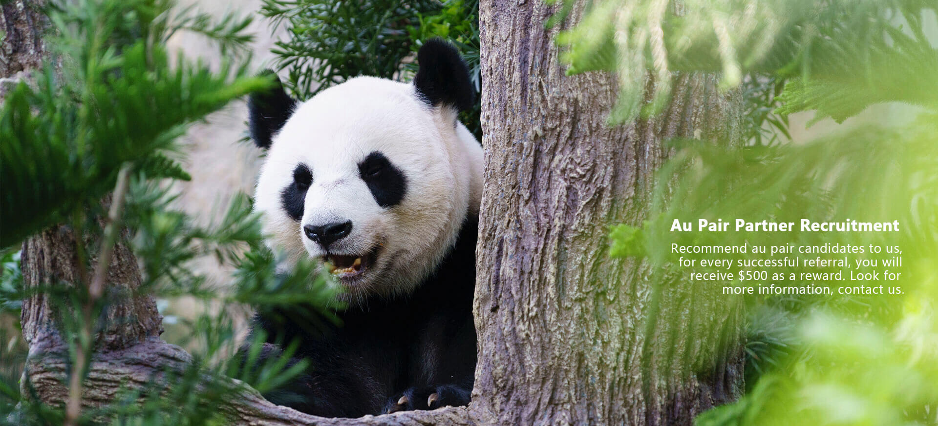 panda
